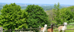 Panorama vue sur Chemillé