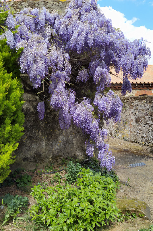 Glycine