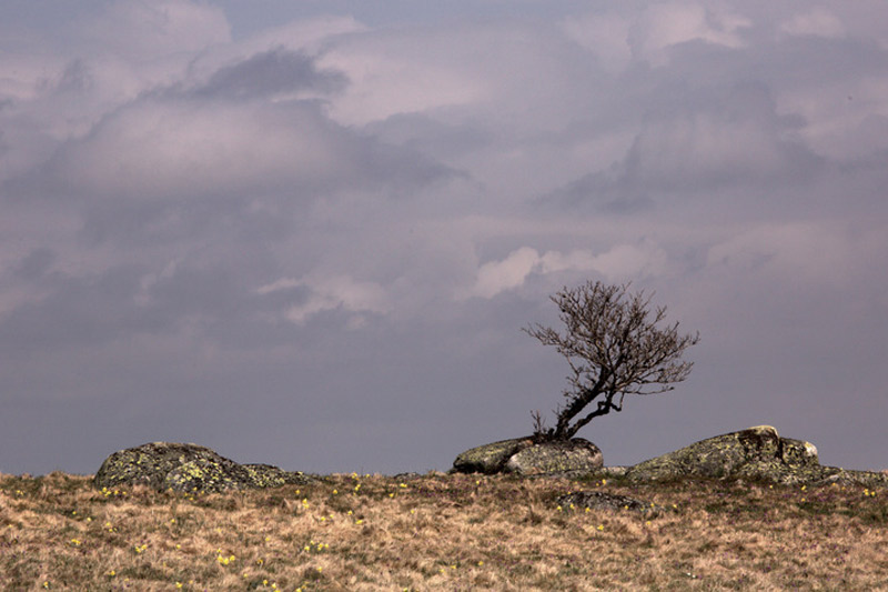 Paysage de l'Aubrac