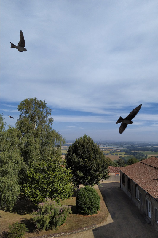 Vol d'oiseaux