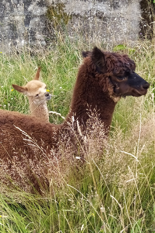 Nelia et Ricci Nelia et Ricci