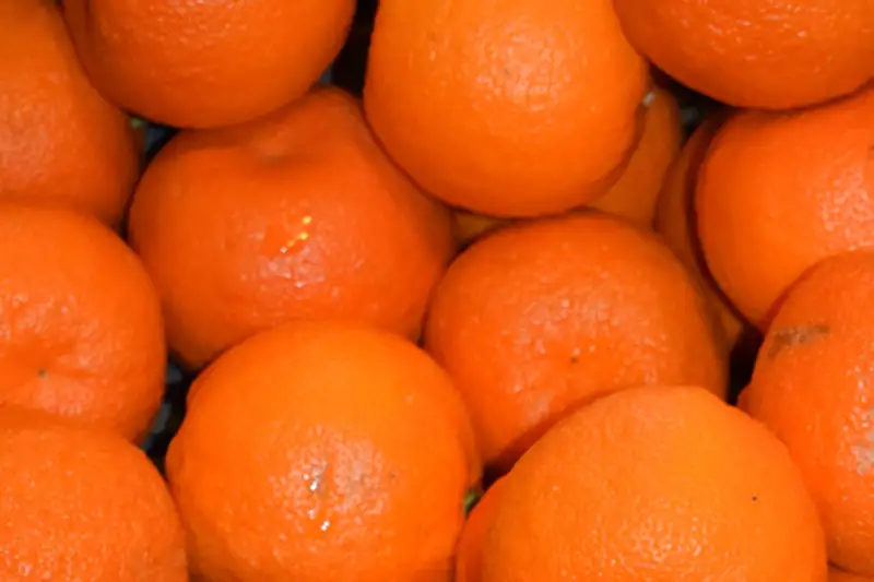 L’orange dans tous ses éclats