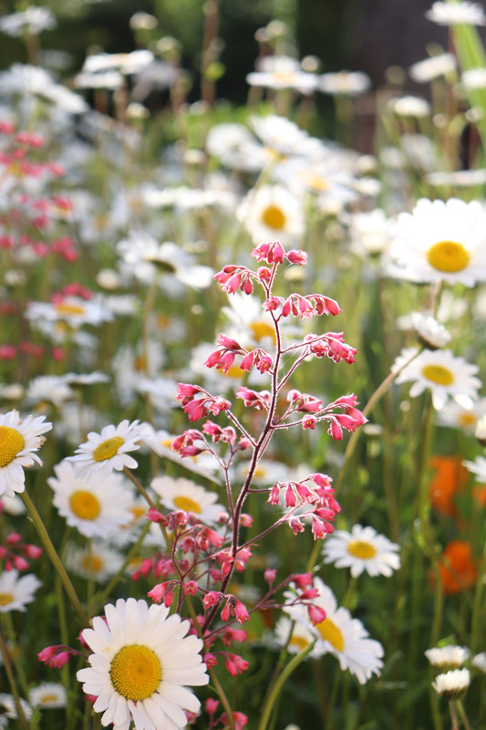 Prairie en fleurs Croix