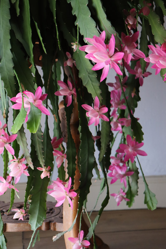 Floraison Soeur en prière